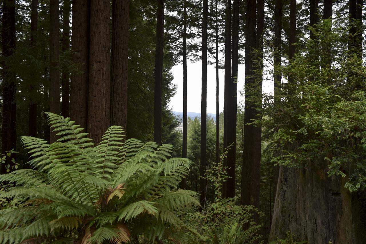 Serene Redwood Retreat Arcata Dış mekan fotoğraf